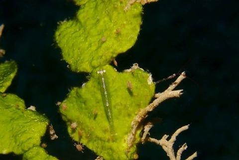 ヒラツノモエビ