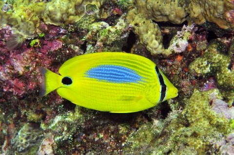 スミツキトノサマダイ