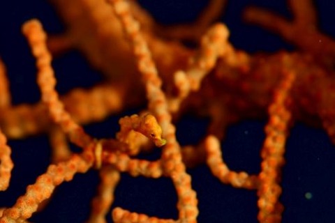 カクレタツノコ