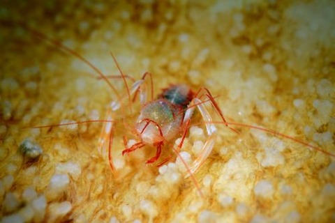 アマミサンゴヒメエビ