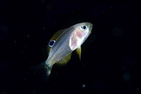 刺激的な水中生物