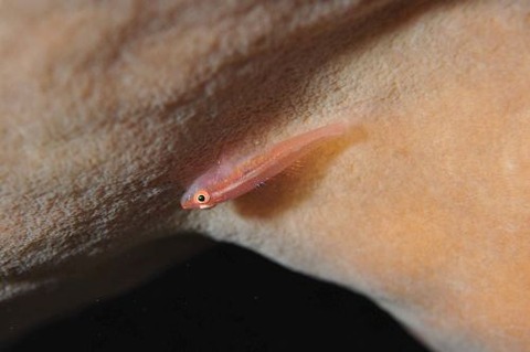 セボシウミタケハゼ