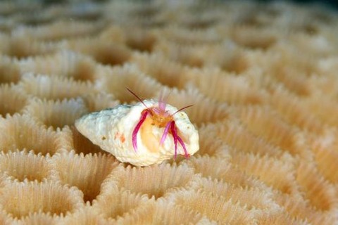 ムラサキゼブラヤドカリ