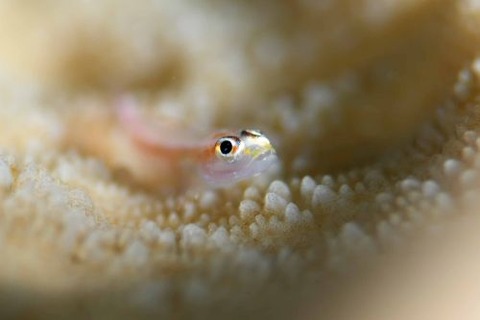 アカスジウミタケハゼ