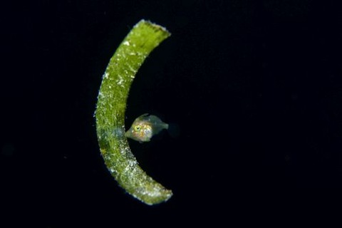 刺激的な水中生物
