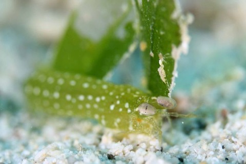 フトユビシャコモドキ属の1種