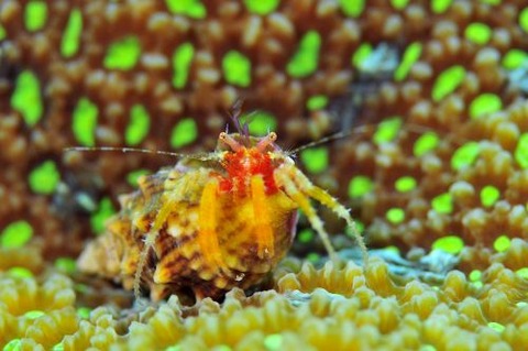 オキナワイトヒキヤドカリ