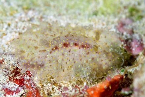 クレープウミウシ