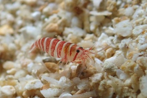 カザリムラサキエビ