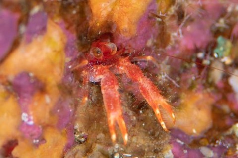 アナモリチュウコシオリエビ