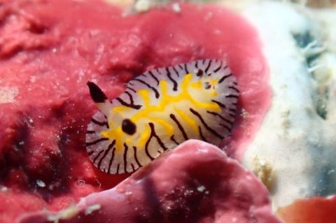 エレガントヒオドシウミウシ