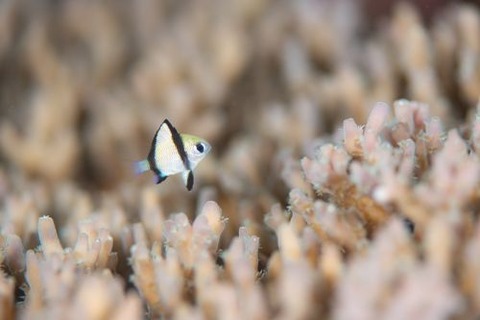 フタスジリュウキュウスズメダイ