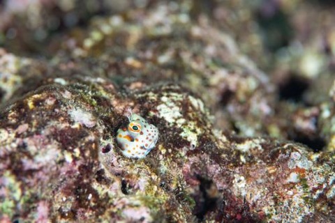 モンツキカエルウオ