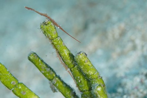 トガリモエビ属の1種