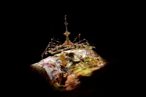 クビナガアケウス