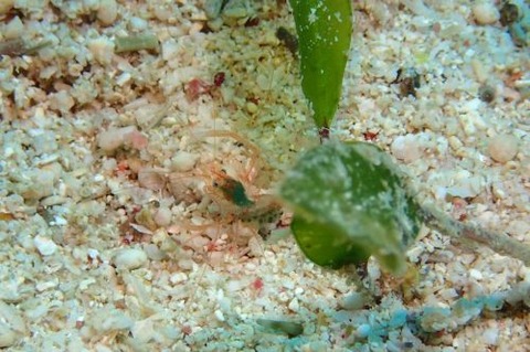 スベスベオトヒメエビ属の1種