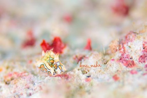 トウモンウミコチョウ