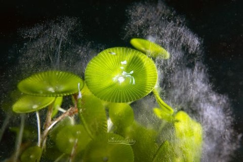 オドリカクレエビ