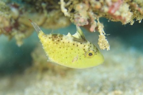 キヘリモンガラ