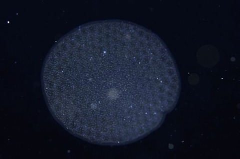 刺激的な水中生物