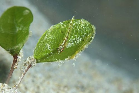 ウミショウブハゼ属の1種