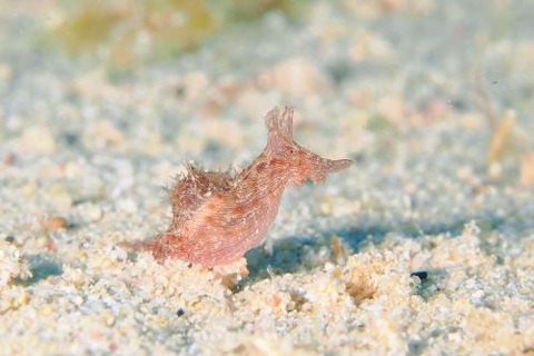 クロスジアメフラシ