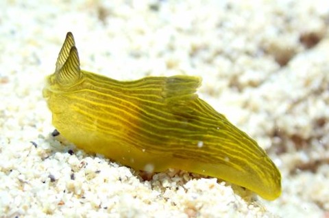 タスジキヌハダウミウシ