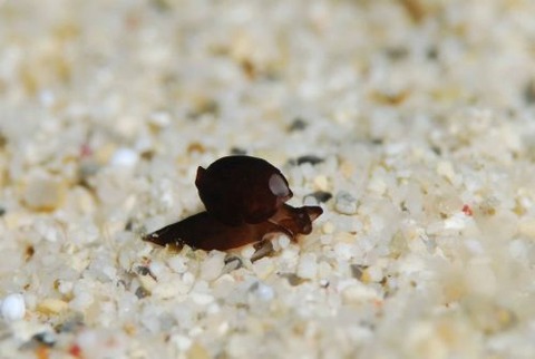 アワツブガイ科の1種