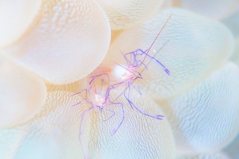 ウィル・フィリピネンシス