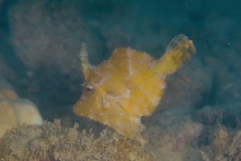 カワハギ科の1種