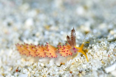 パスタチゴミノウミウシ