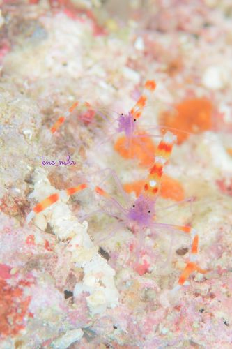 ステノプス・テヌイロストリス