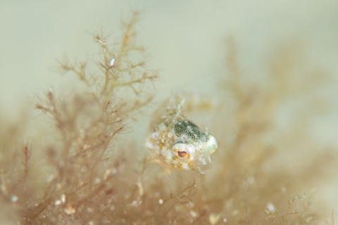 ハタタテギンポ