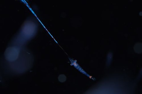 刺激的な水中生物