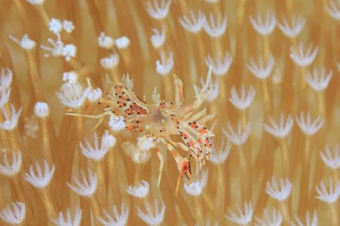 トゲツノメエビ