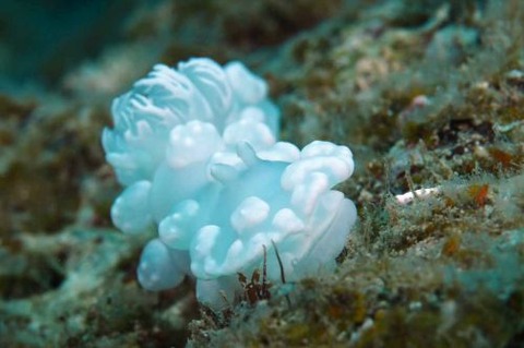 シロボンボンウミウシ