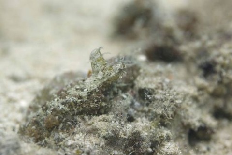 カクレダコのなかま