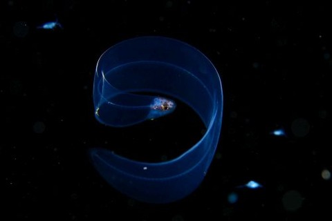 刺激的な水中生物