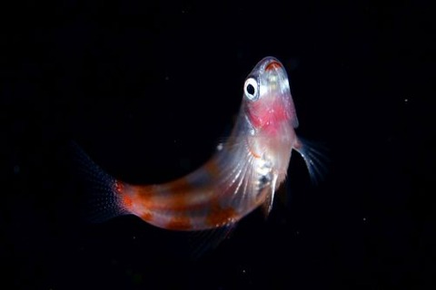 刺激的な水中生物