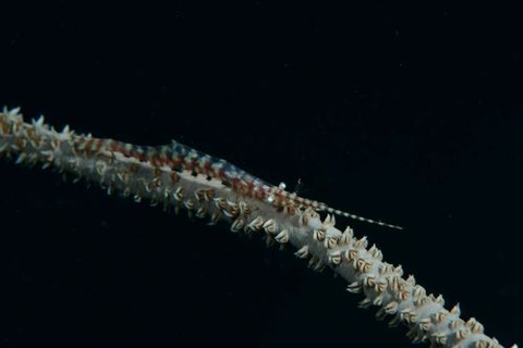 トゼウマ・アルマートゥム