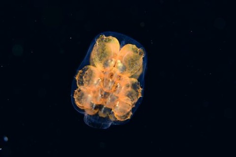 刺激的な水中生物