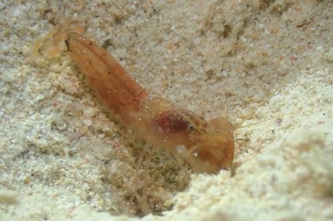 テッポウエビ科の1種