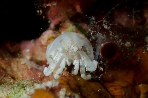 ウルマエビスヤドカリ