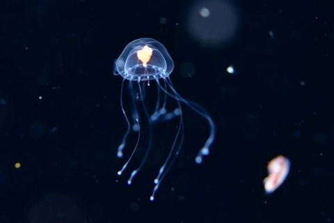 刺激的な水中生物