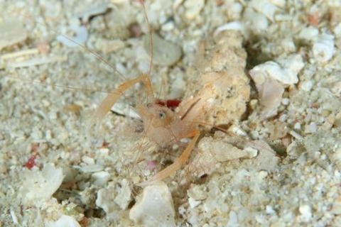 スベスベオトヒメエビ属の1種