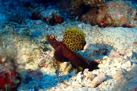 ホタテツノハゼ