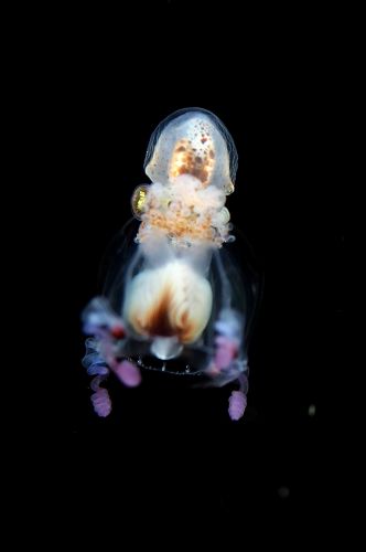 刺激的な水中生物
