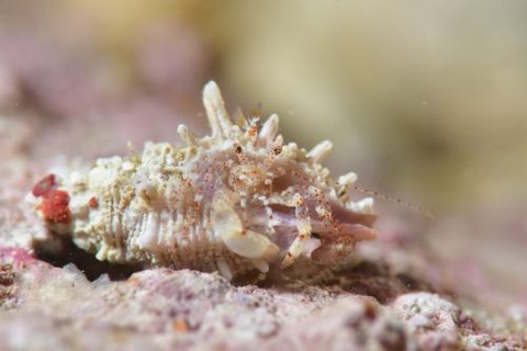 ハネトビネジレヤドカリ