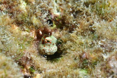 モンツキカエルウオ