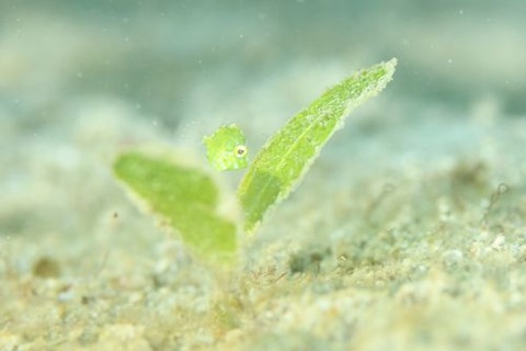セダカカワハギ